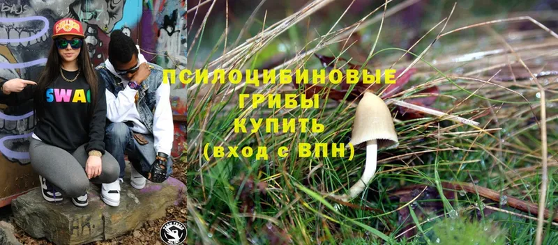 Галлюциногенные грибы Psilocybe  нарко площадка состав  Данков  где найти  